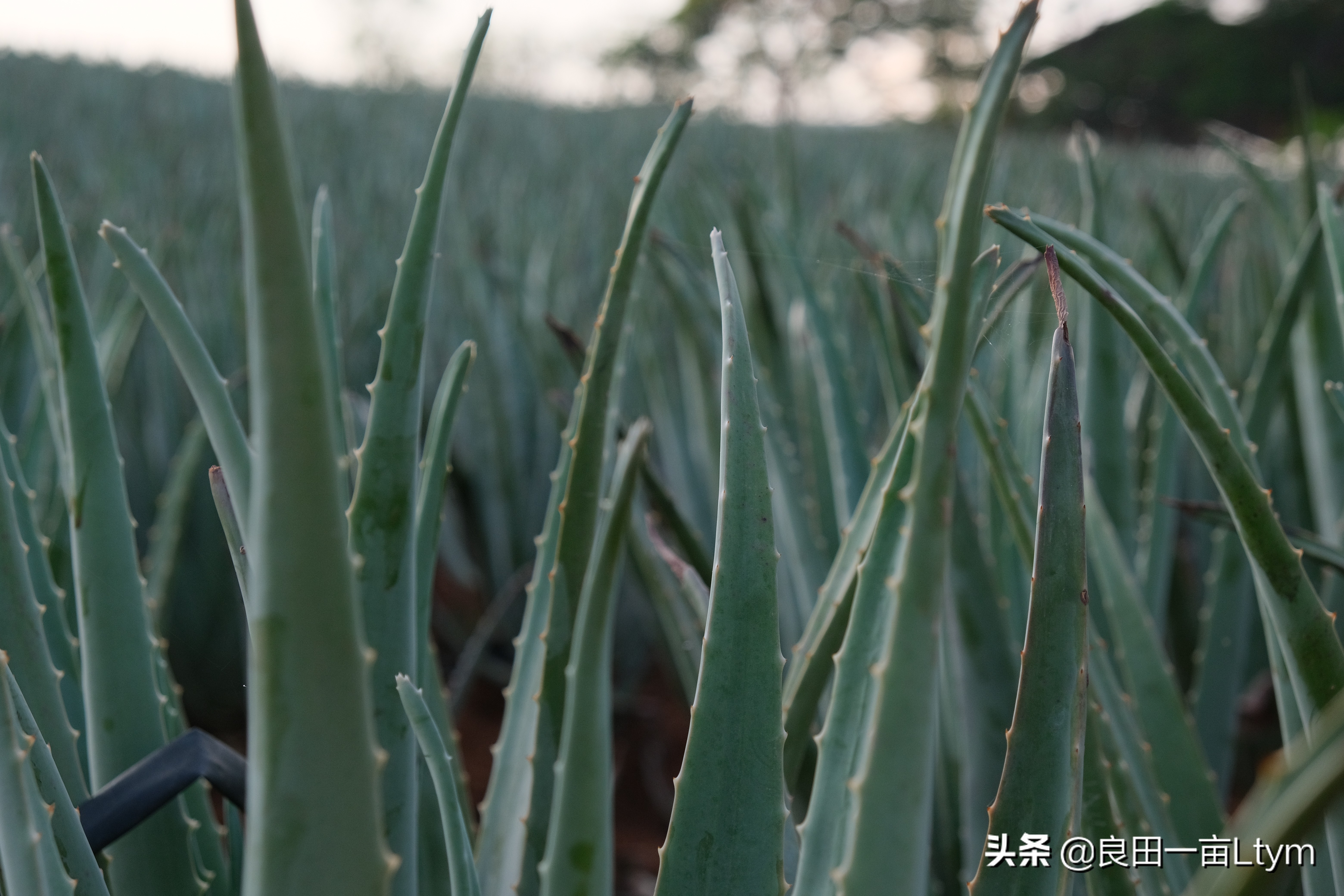 云南天然芦荟护肤品舒缓调理 (云南元江万亩芦荟基地的芦荟水)
