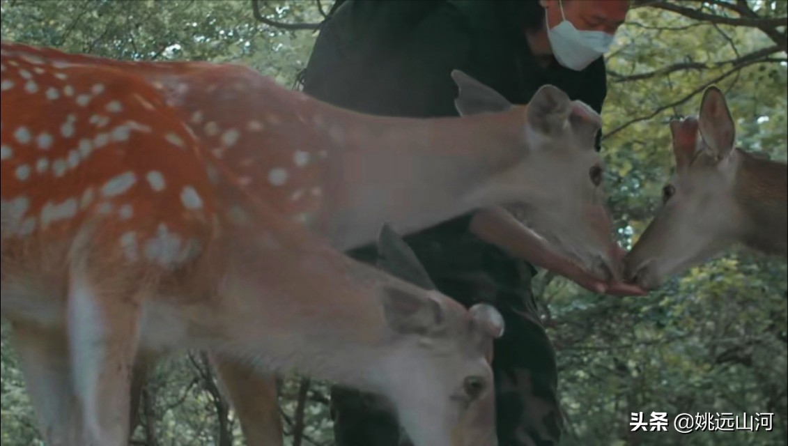 神农架旅游攻略自驾游,自驾游神农架旅游攻略