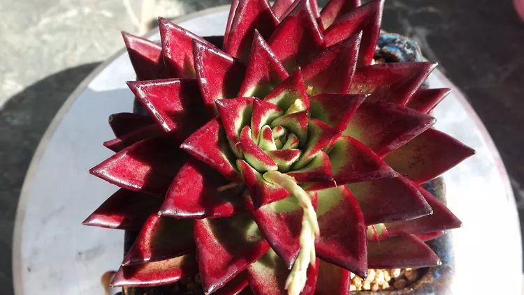 爱机车，爱多肉，宝妈花姐的诗和远方