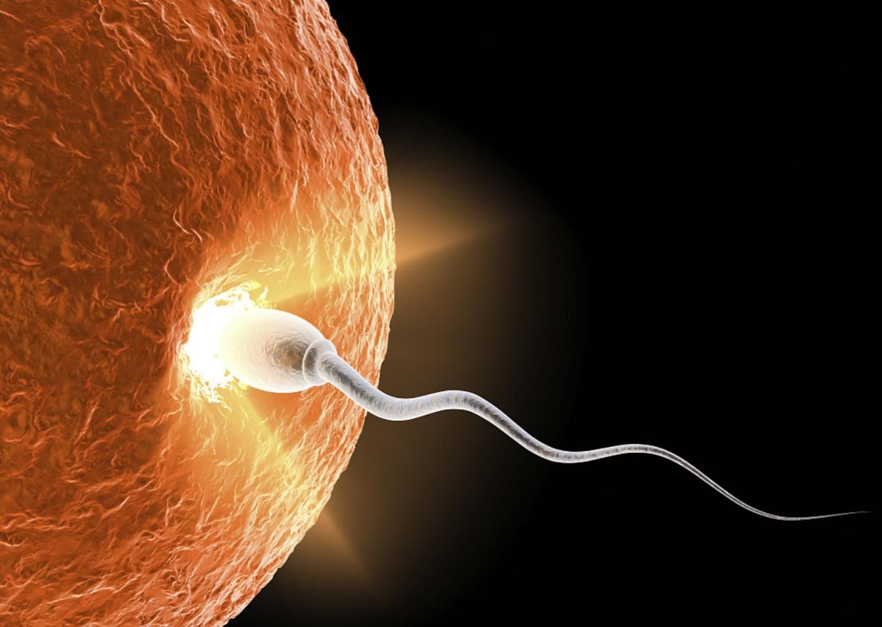 研究表明卵子具有选择性,科学家发现卵子对精子偏爱