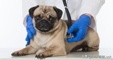 什么犬哈巴狗最好养,养一只哈巴犬的注意事项