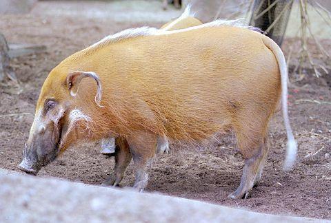 山海经中哪些是人类发现的,山海经中哪些真实存在的生物
