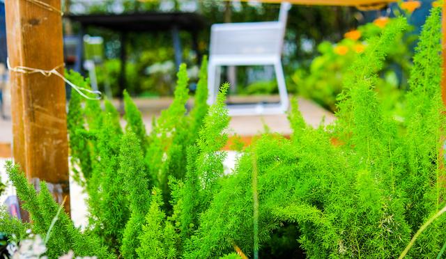 玛丽花园三期推出,玛丽花园景观设计