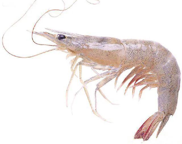 三亚火车头海鲜批发市场,三亚万人火车头海鲜广场