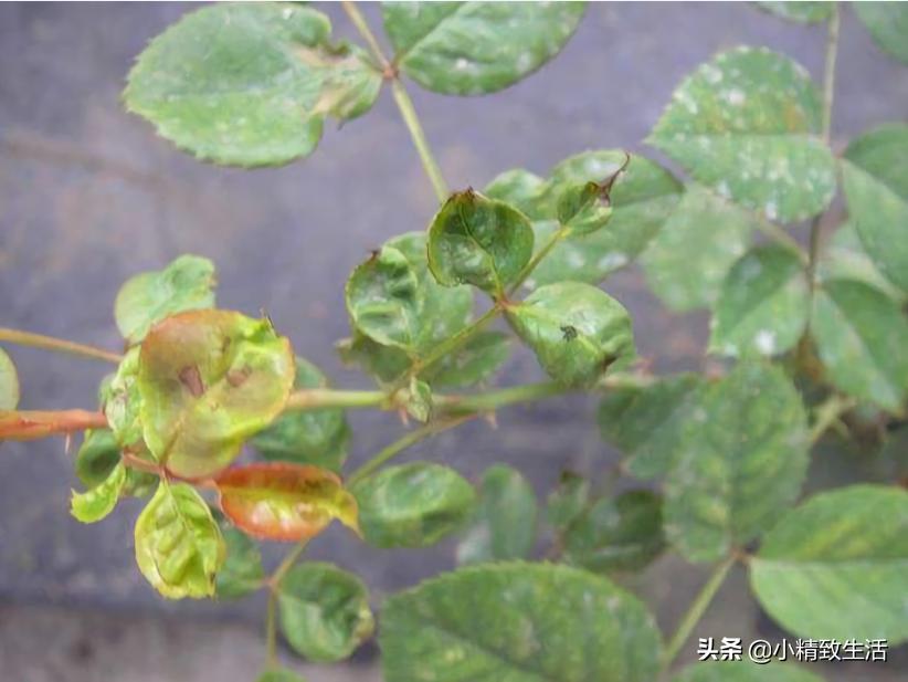 月季花是“药罐子”，常见10种病虫害，预防第一，救治第二