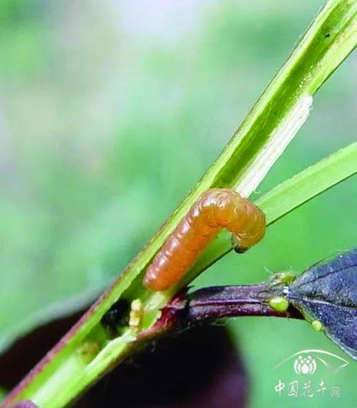 樱桃常见病虫害有哪些,樱桃常见病虫害有哪些症状