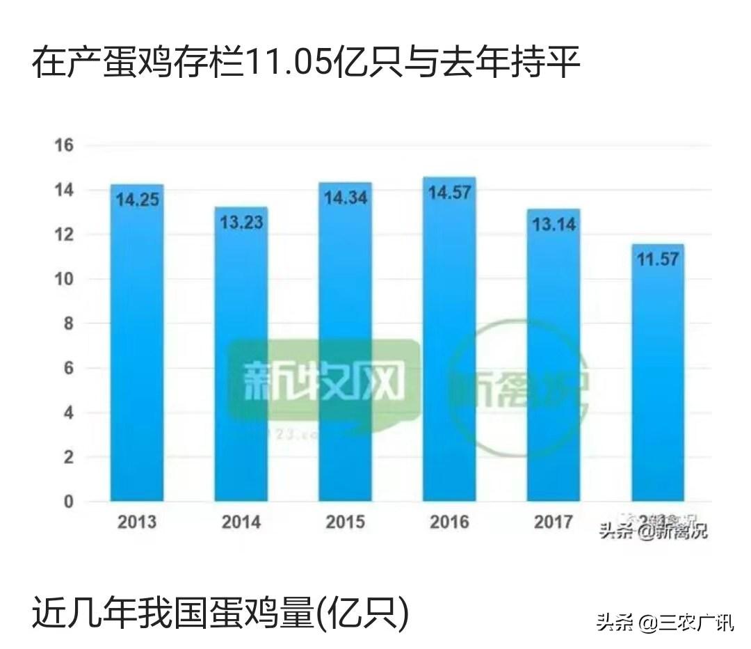 2023年养蛋鸡的行情前景如何,2023养蛋鸡行情怎么样