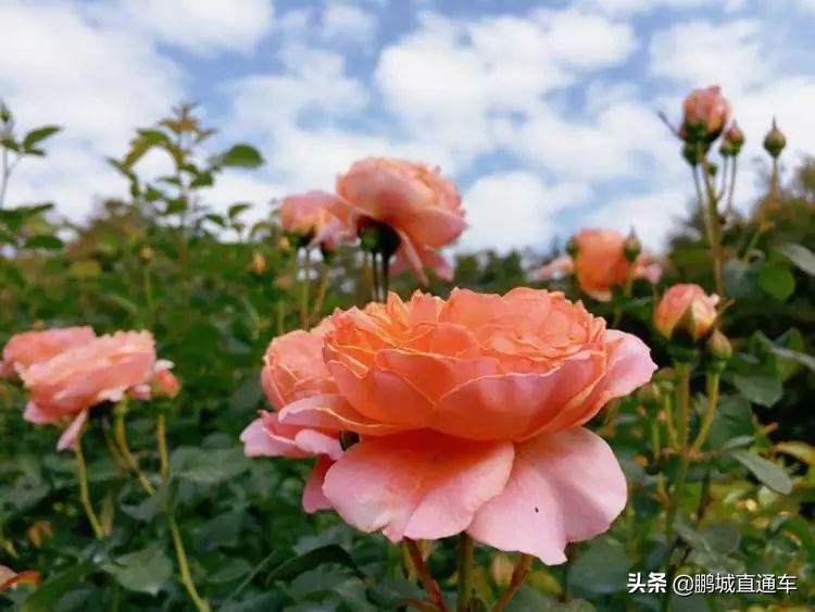 迎新春千万盆年宵花投放北京市场,春节购花指南