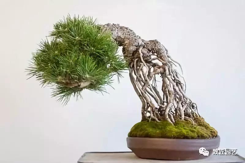 提根盆景造型大全大图,漂亮的提根盆景图片