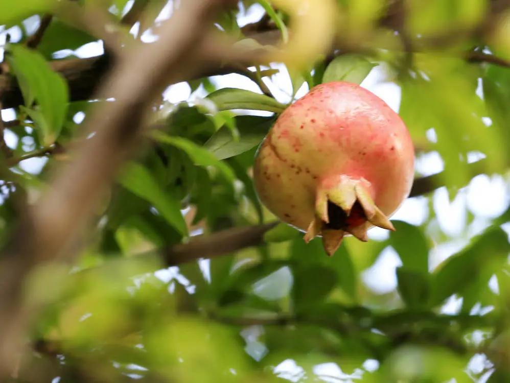 最美的风景美丽的校园,最美的风景就是校园