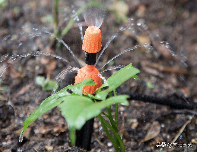 制作简易定时浇水装置,出门一个月的懒人浇水神器制作