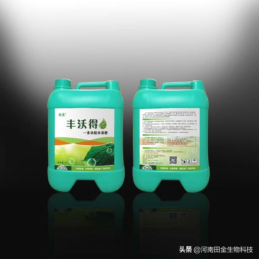 商麦1号选育报告