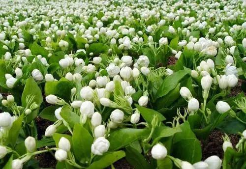 清新的花可以做什么菜,做菜点缀可食用的花