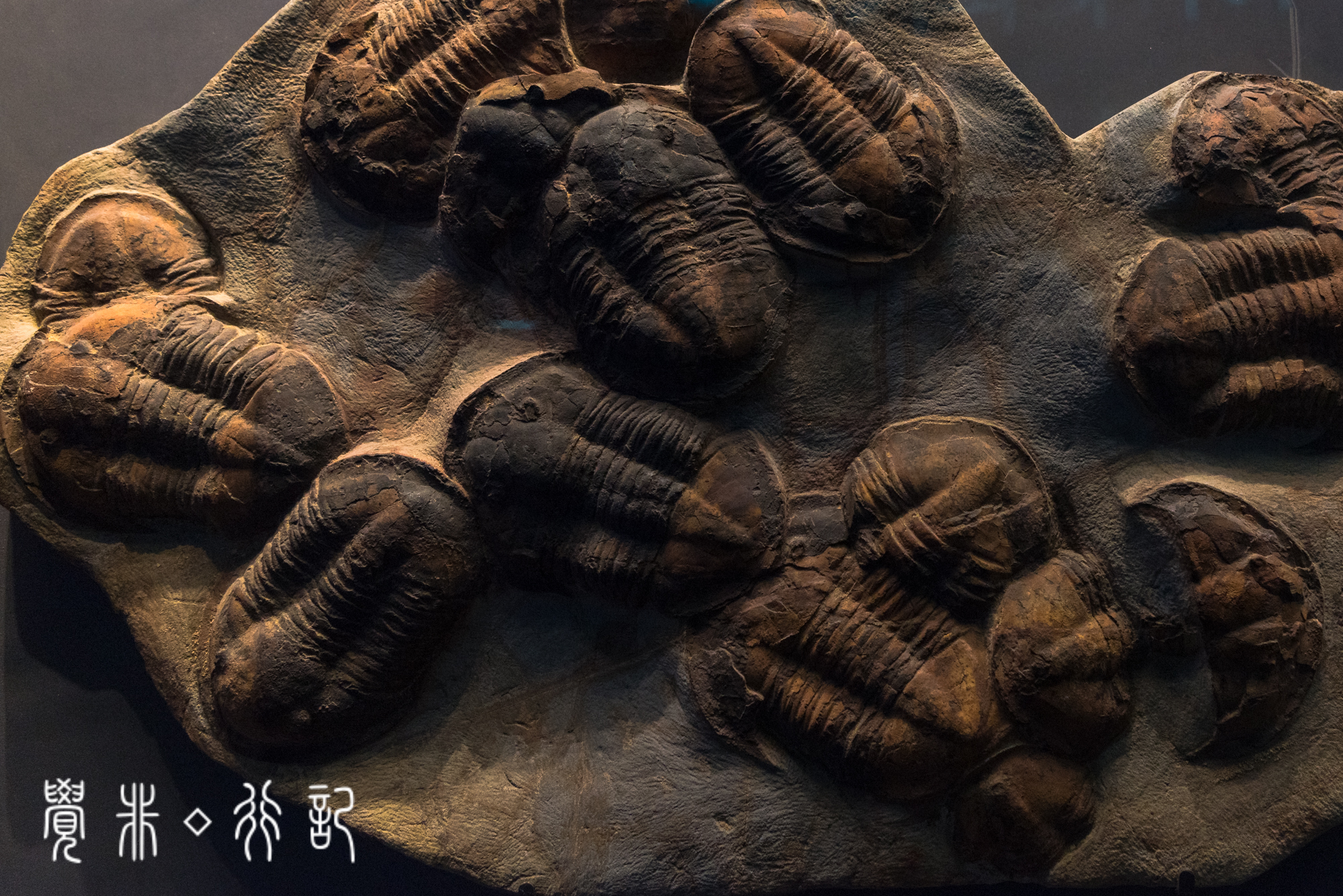 国家海洋博物馆又被称为海上故宫,天津国家海洋博物馆预约电话