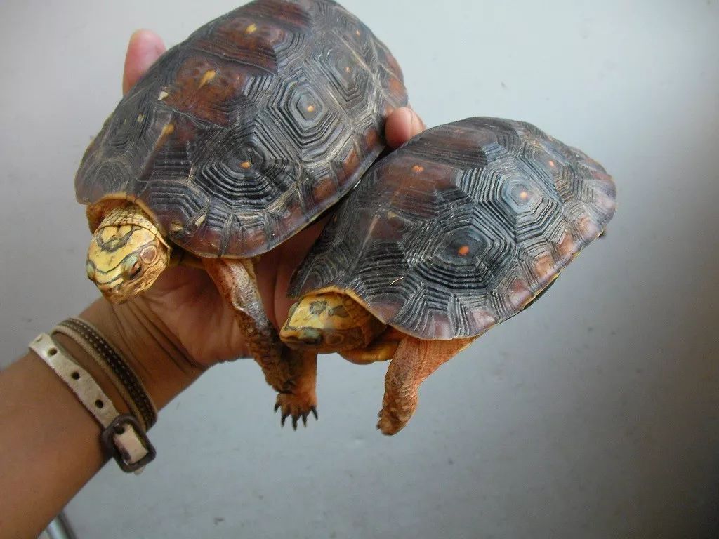 卢比达山龟介绍,卢比达山龟保护级别