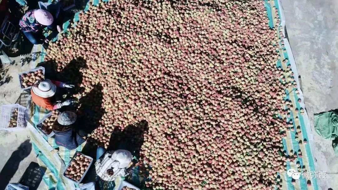 冬桃挑起农特“群英汇”，雾本丰收季电商很给力