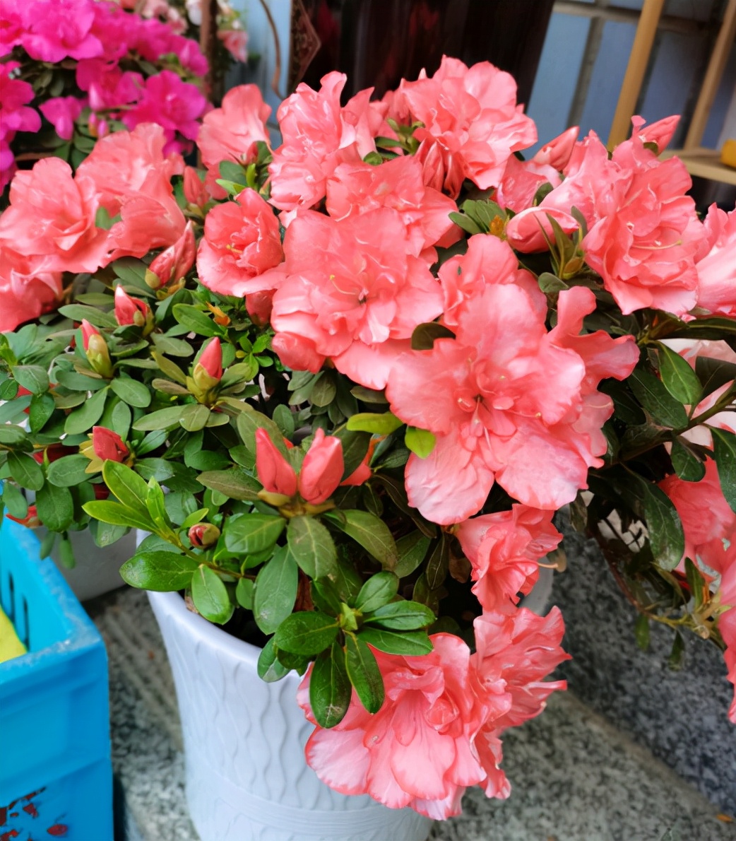 养花不需要发酵的自制花肥,哪种有机肥料养花最好