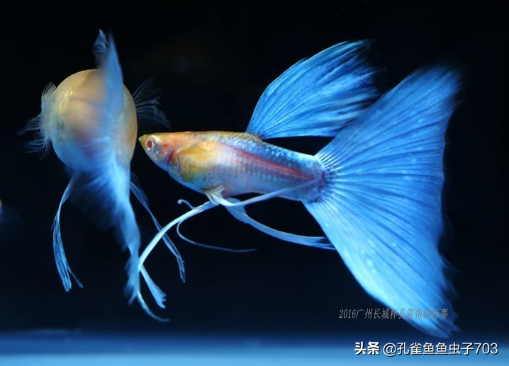 孔雀鱼要怎么买,买孔雀鱼注意哪些事项呢