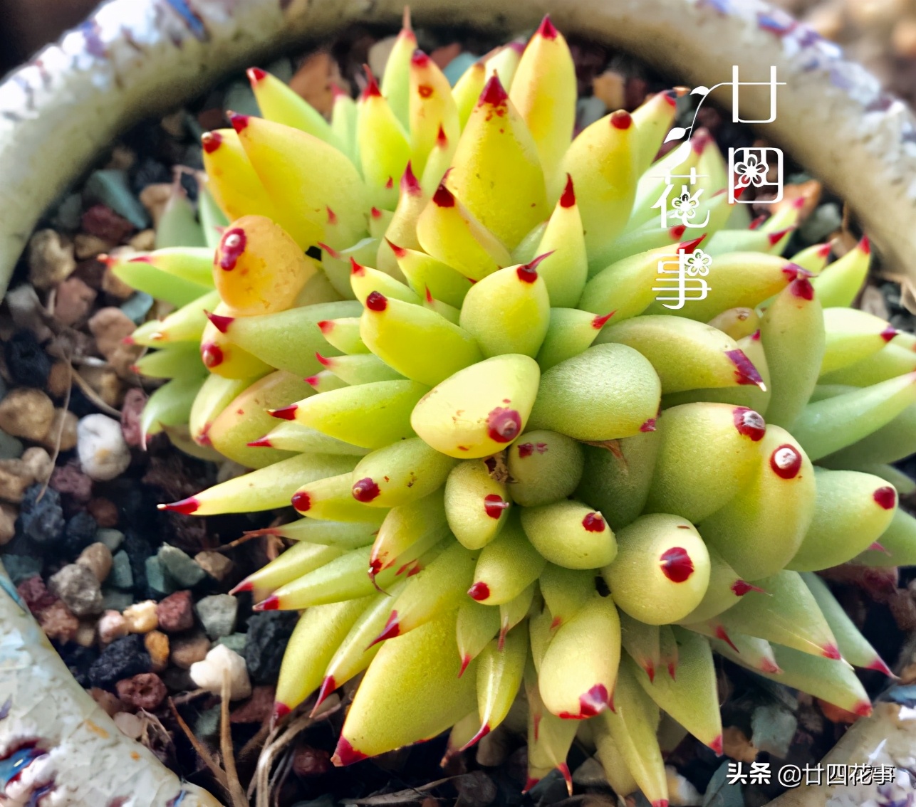 多肉植物如何上色更快呢,多肉植物不上色