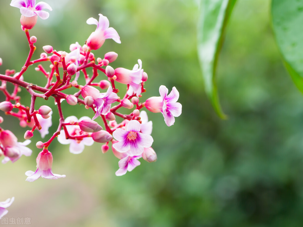 杨桃是热性还是凉性水果,杨桃是凉性还是热性水果