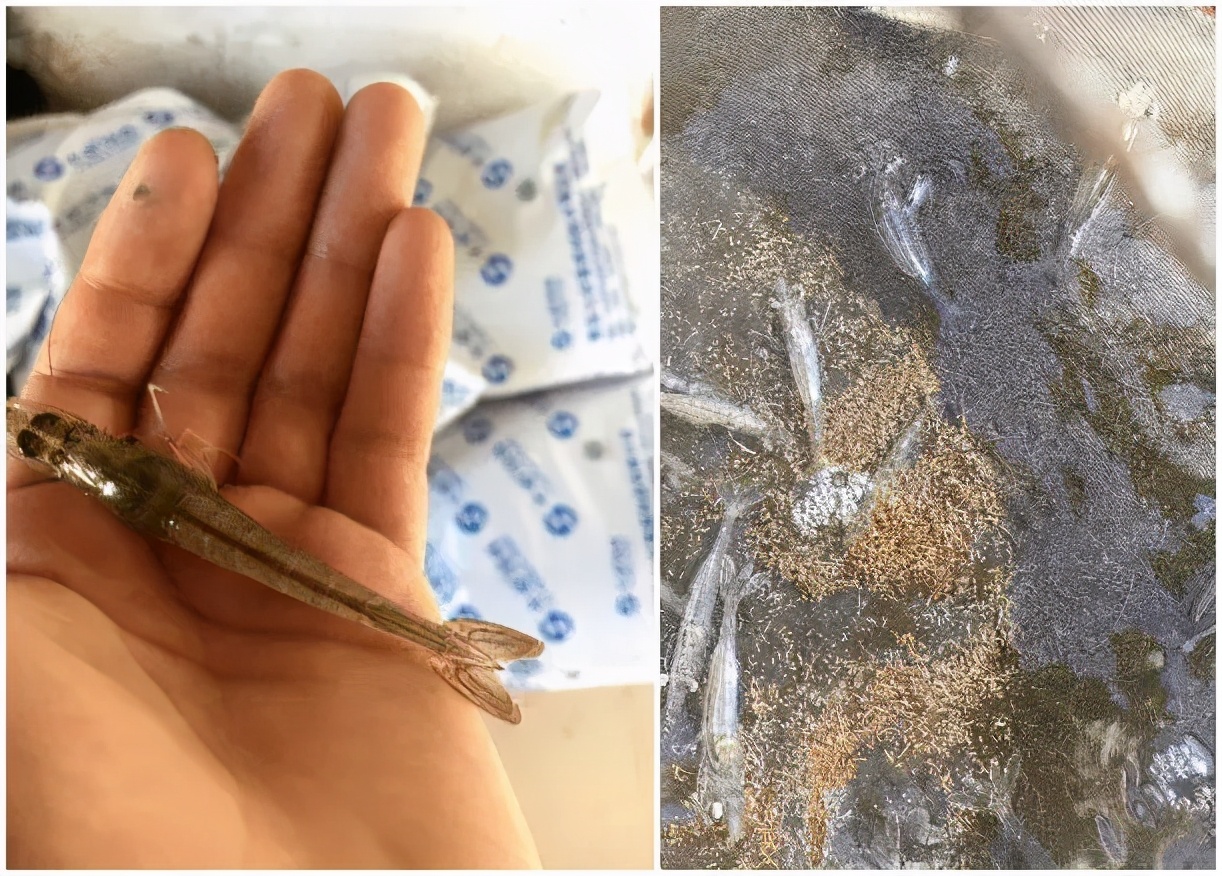 对虾养殖出现死虾怎么处理,养殖对虾的粪便怎么处理