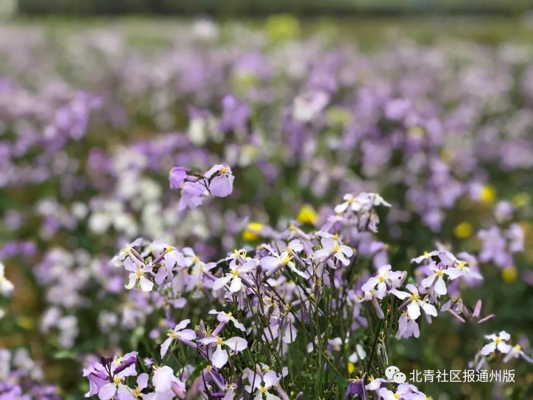 打卡北京紫谷伊甸园虞美人花海,通州看花的景点推荐免费