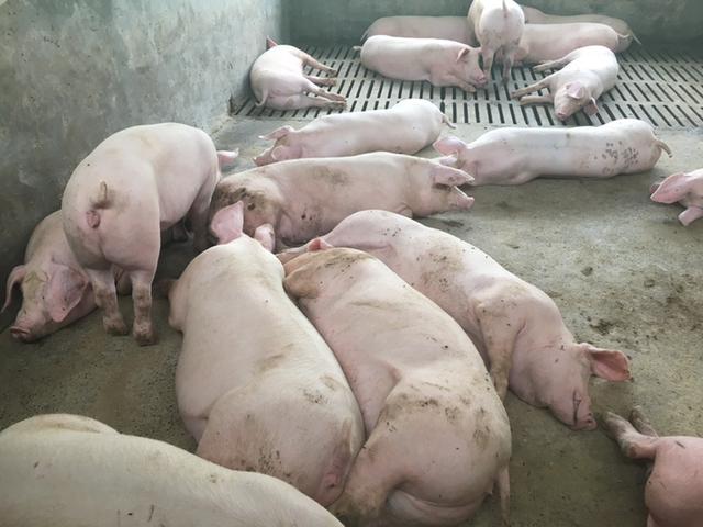 怎么预防猪球虫,猪球虫病的防治措施