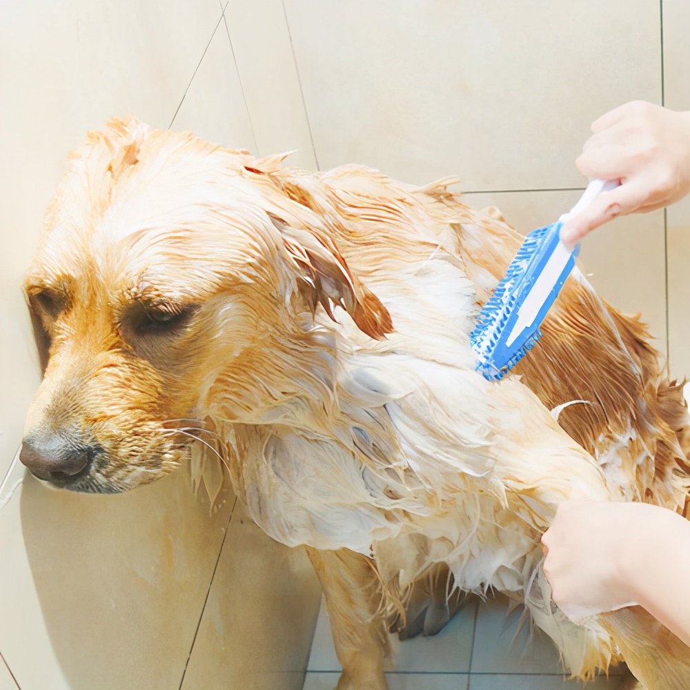 金毛太臭了怎么办,金毛怎么去除口臭