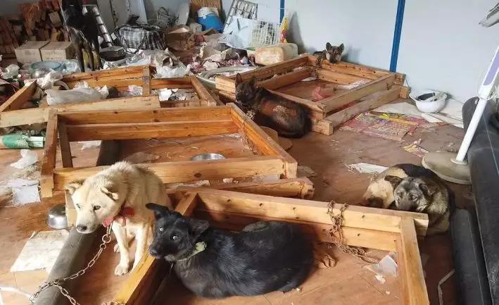 盗窃宠物狗怎么处理,蜀黍提醒