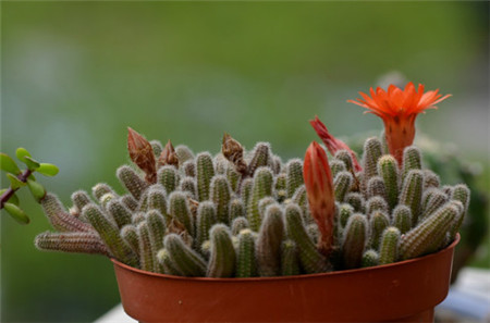 仙人掌介绍60多种独特的仙人掌,仙人掌开花的美图