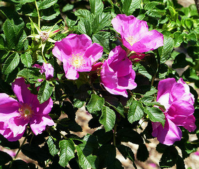 玫瑰花的养护方法及注意事项,玫瑰花的养护方法大全视频