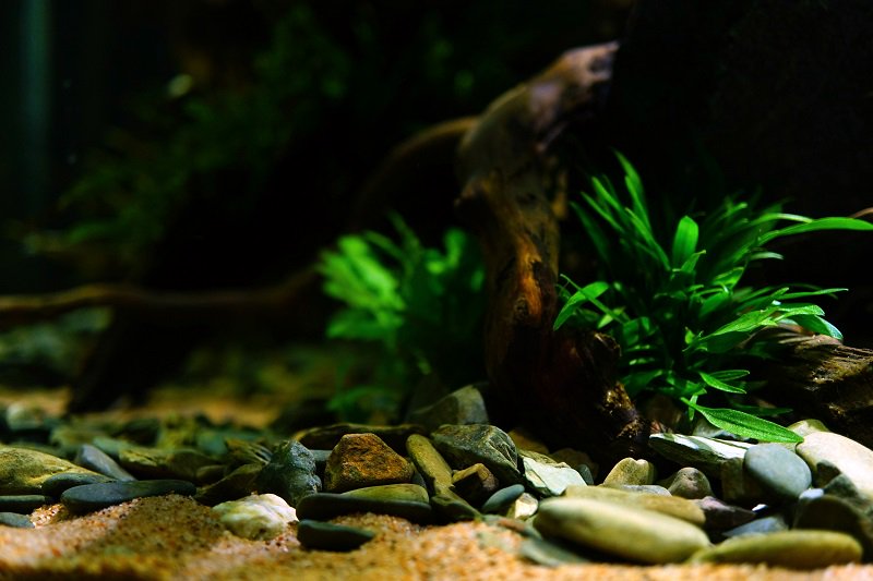 南美水族论坛推荐,南美水草造景论坛