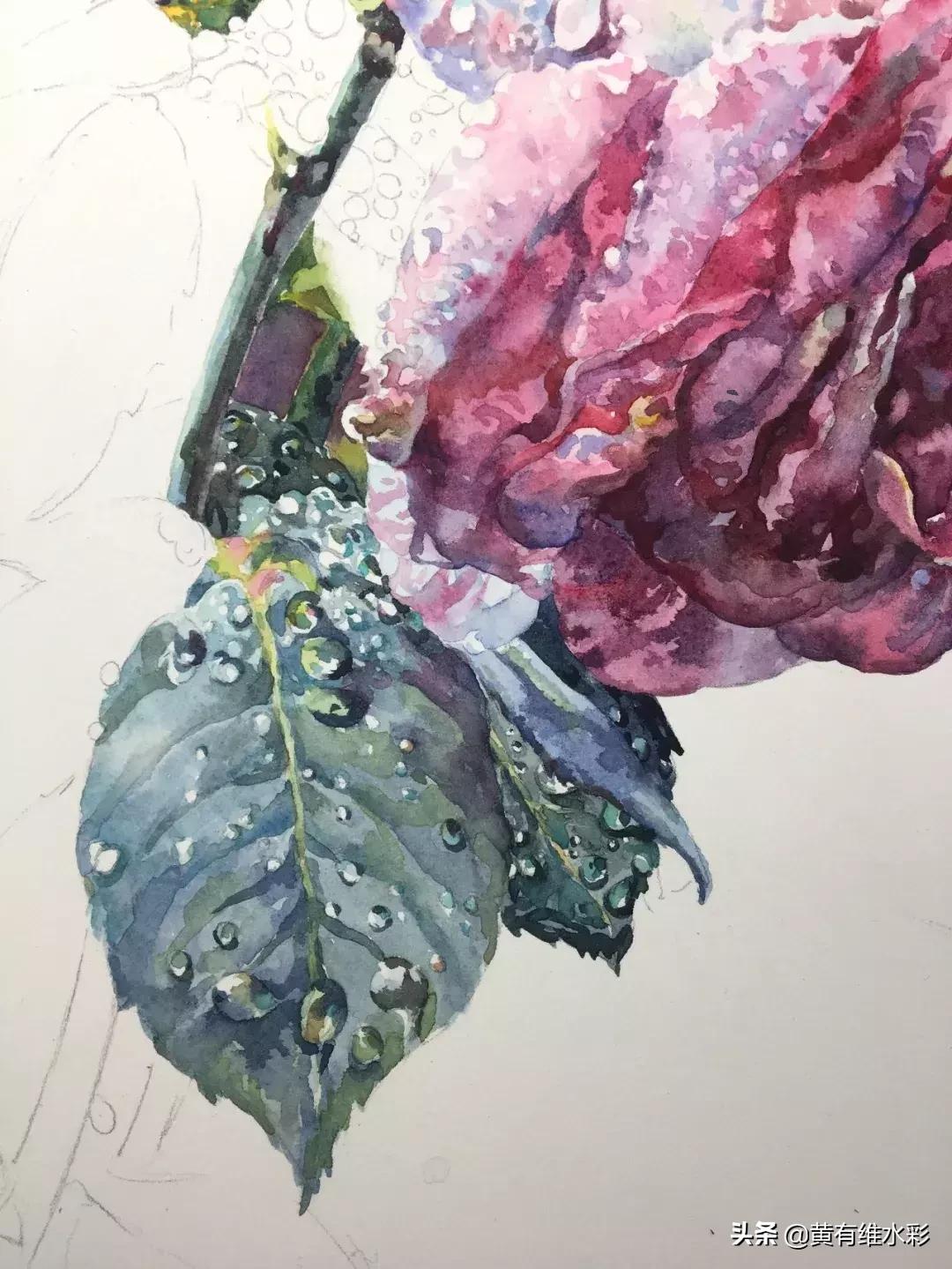 小清新水彩画玫瑰花,水彩画雨中玫瑰