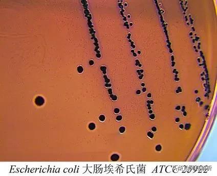 焰色反应实验报告简单,显色反应化学实验高中