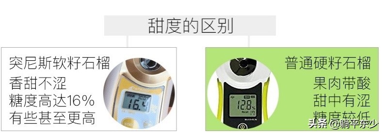 突尼斯软籽石榴苗真假辨别图片,突尼斯软籽石榴正宗苗