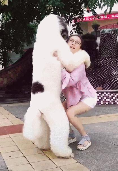 贵宾泰迪泪痕是什么样的,白色贵宾犬泪痕多