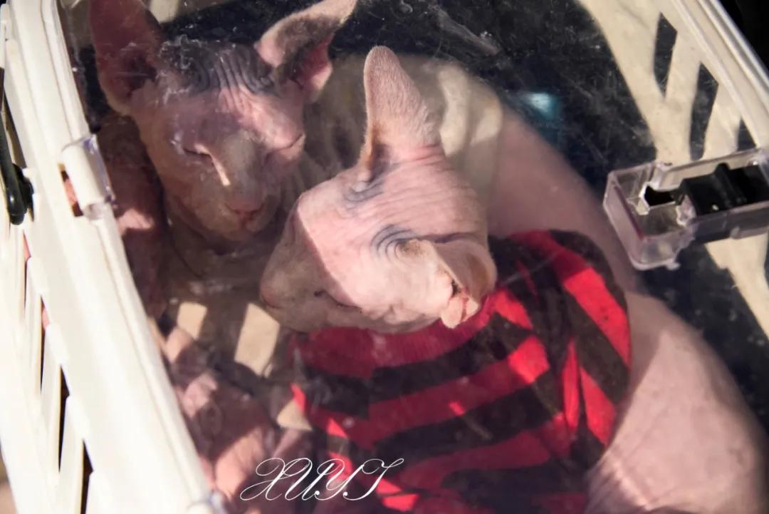 天津徐庄子宠物市场,天津北辰小街桥下宠物市场