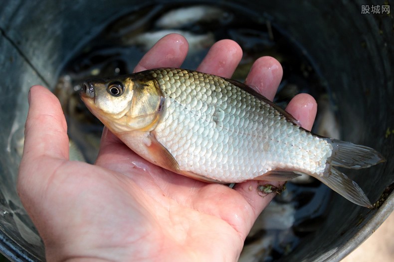 有柴油味的鱼怎么处理能吃吗,柴油味的鱼到底从哪来