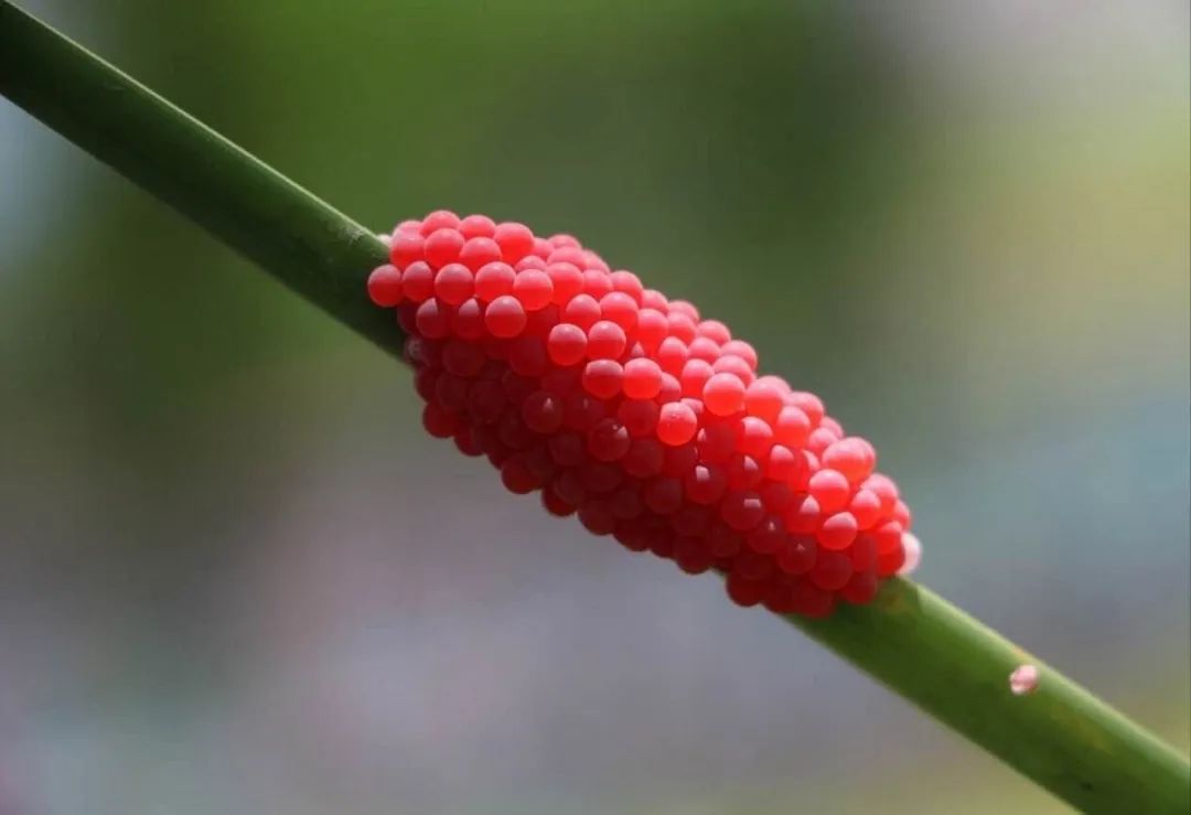 密集恐惧症是一种矫情,密集恐惧症被治愈了