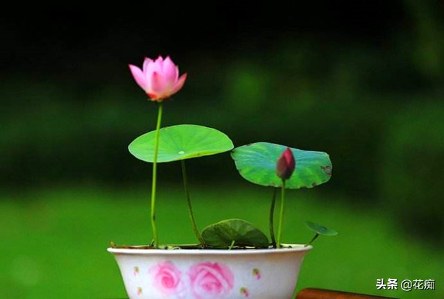 碗莲一大盆种几棵最合适,小盆怎么种碗莲