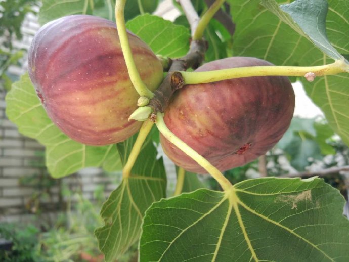 一棵无花果施多少肥料,一字型无花果种植方法