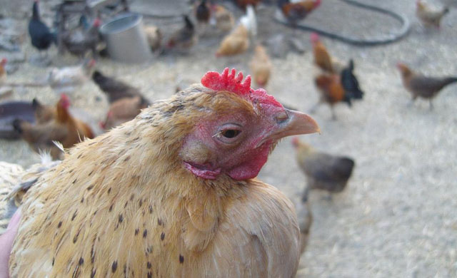 鸡的眼睛瞎了用什么药,鸡的养殖中会出现哪些疾病