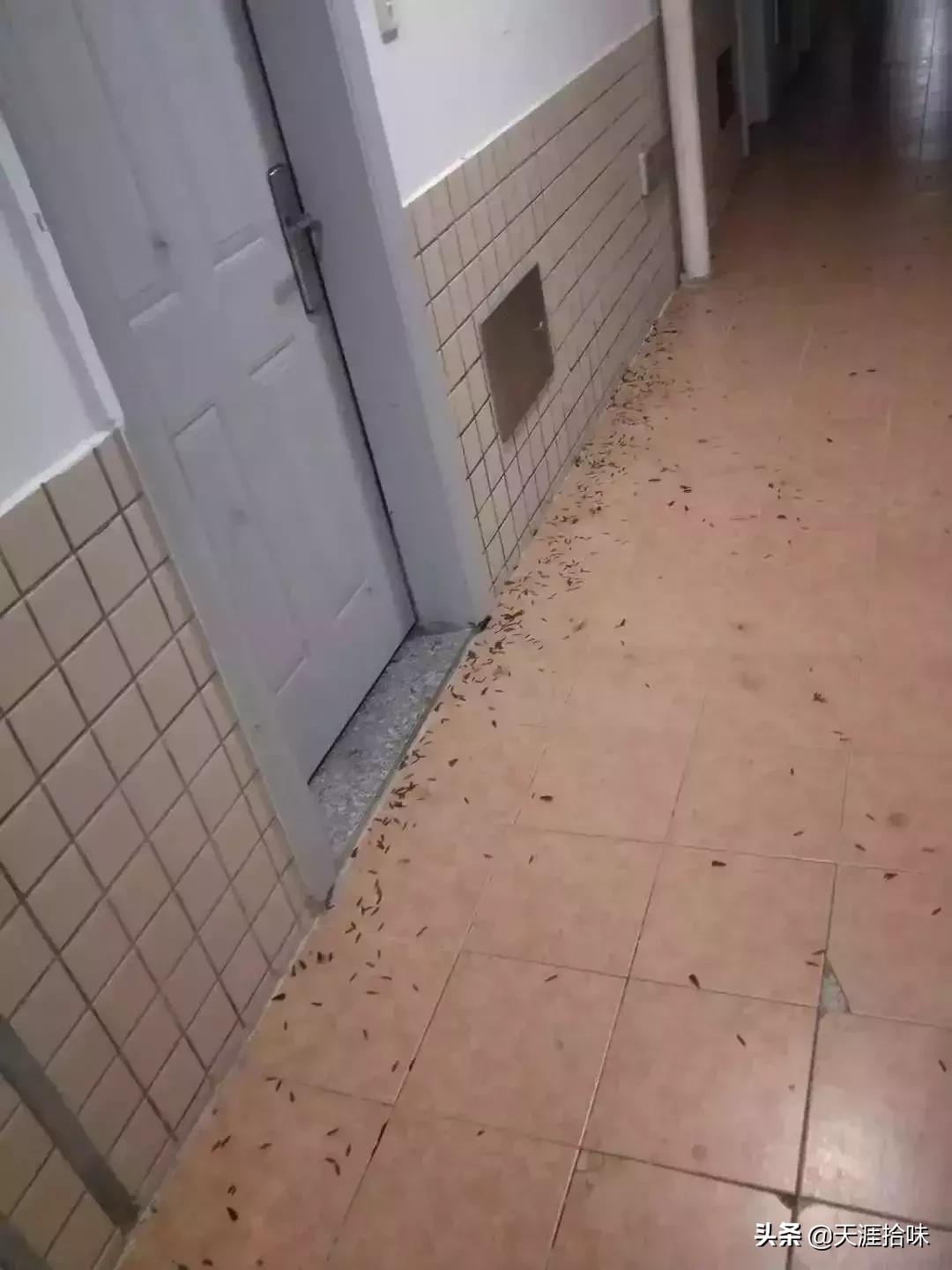 台风来了海岸上很多虫子,台风后出现的虫子