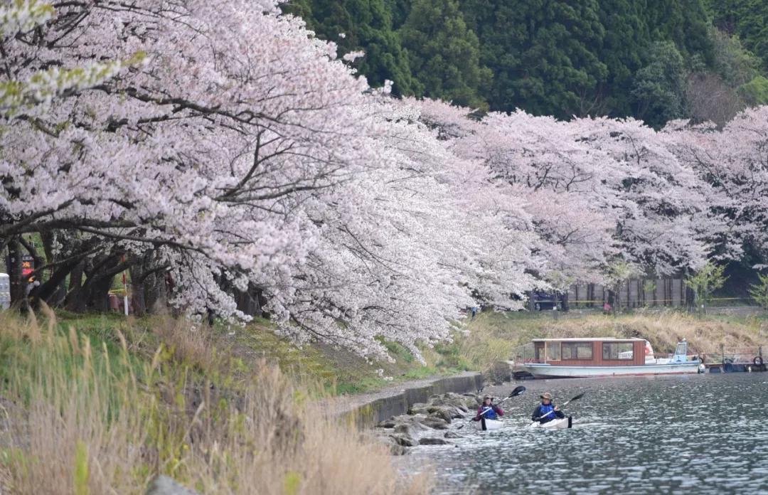 为英伦女神而生，20万日元一把的“樱和伞”，发售一小时就被抢光