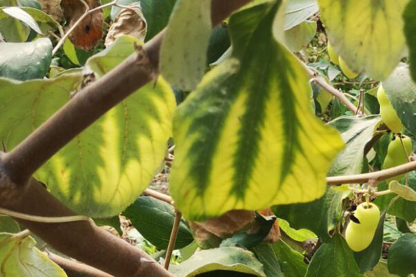 青枣缺素症状图谱,青枣叶子发黄是怎么回事