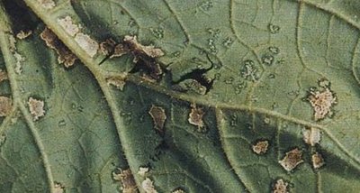 甜瓜叶子细菌性叶斑病,甜瓜叶斑病怎么办