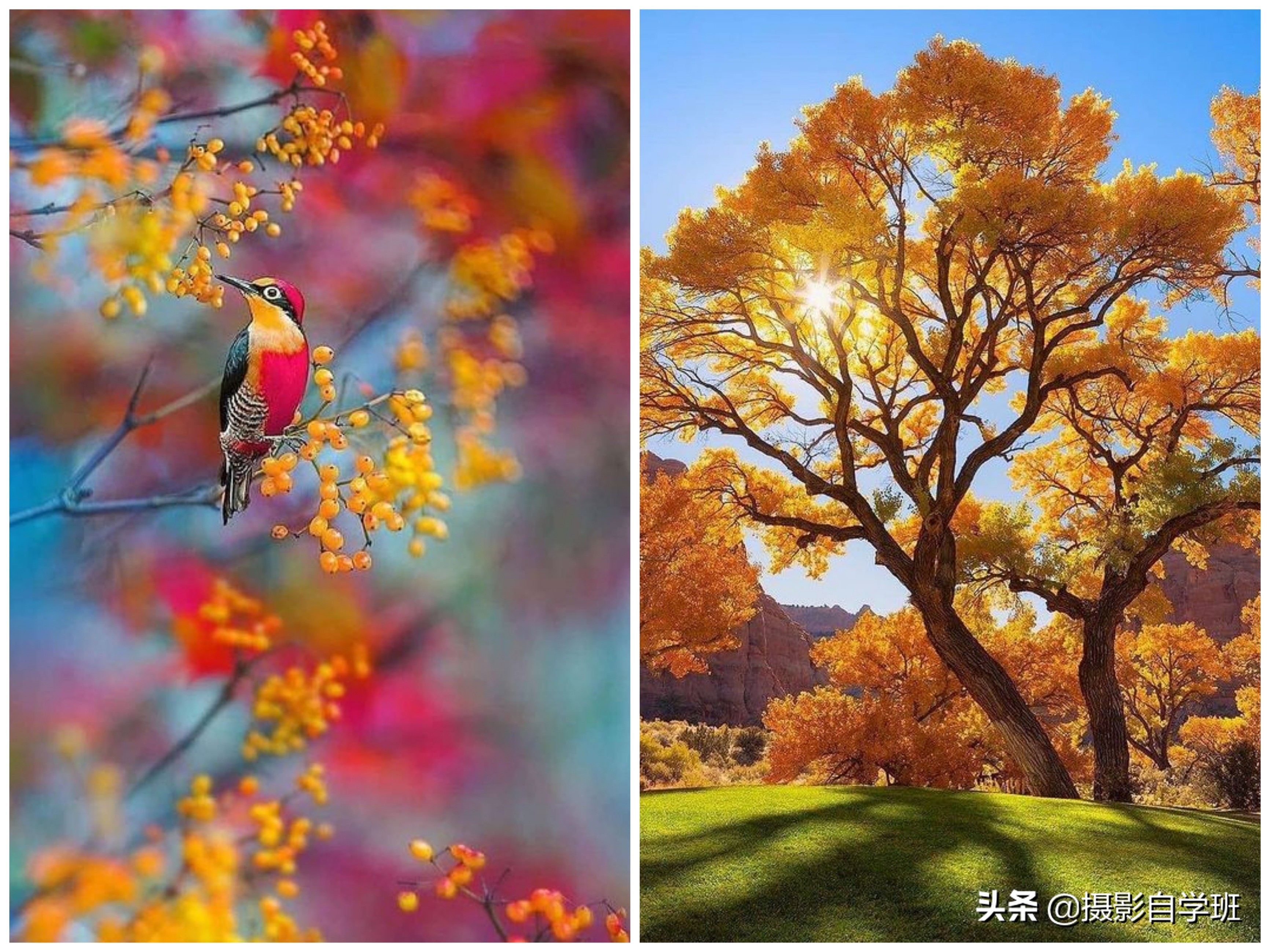 风景不好看怎么拍,风景不知道咋拍好