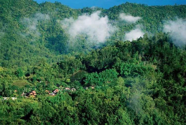 温柔的中亚牧羊犬,温柔的黑犬