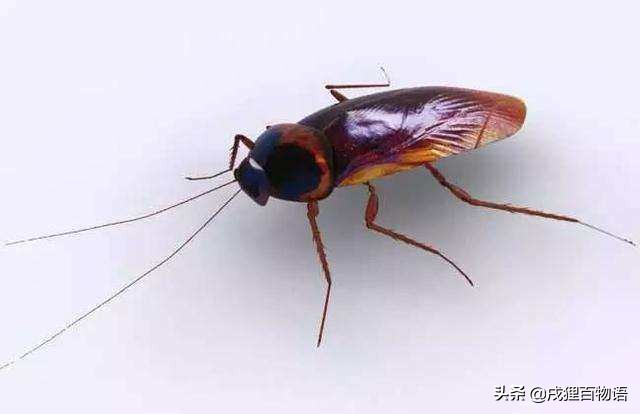 猫咪把蜻蜓吃了,猫咪把昆虫吃了