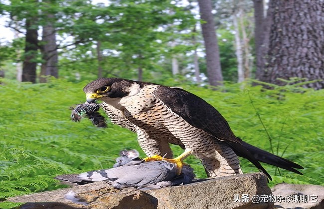 最完美的顶级捕食者,地球上最顶级的捕食者